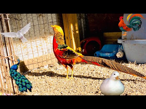 RED GOLDEN PHEASANTS / tour of my outside animals!