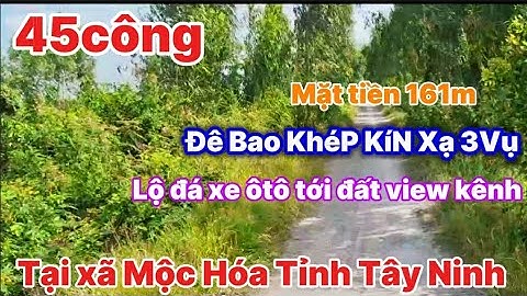 Bán 45công đất lúa 3vụ Mặt tiền lộ đá xe ôtô tới đất Tại xã Mộc Hóa tỉnh Tây Ninh #bdslongan
