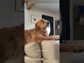 🥰🥰 #dog #funny
