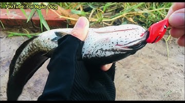 Câu Cá Lóc Lure Cá Lóc Bằng Nhái Hơi F35 . Gặp Cá Khủng .Đồ Câu Đại Ngáo.