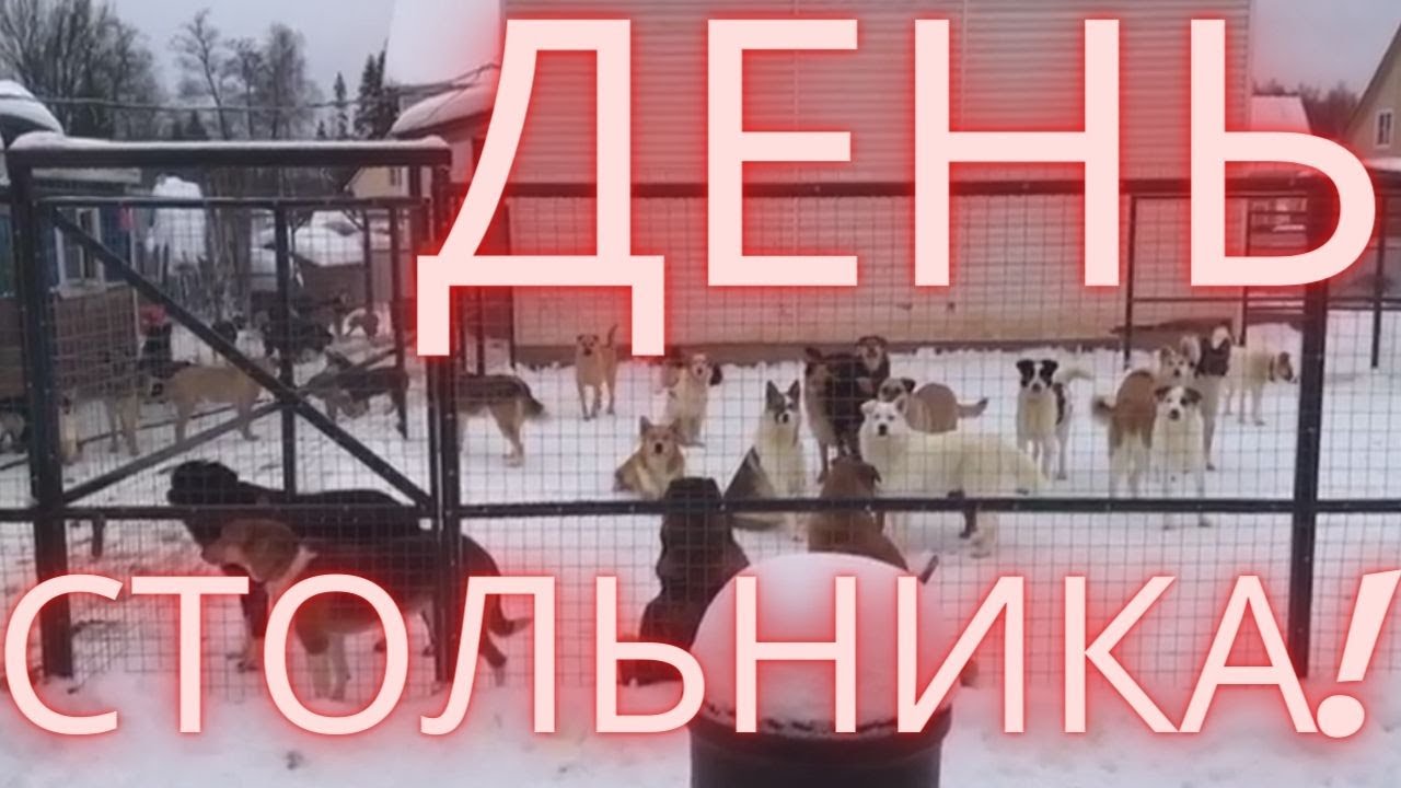 Наши якутские спасеныши. День Стольника на корм! - YouTube