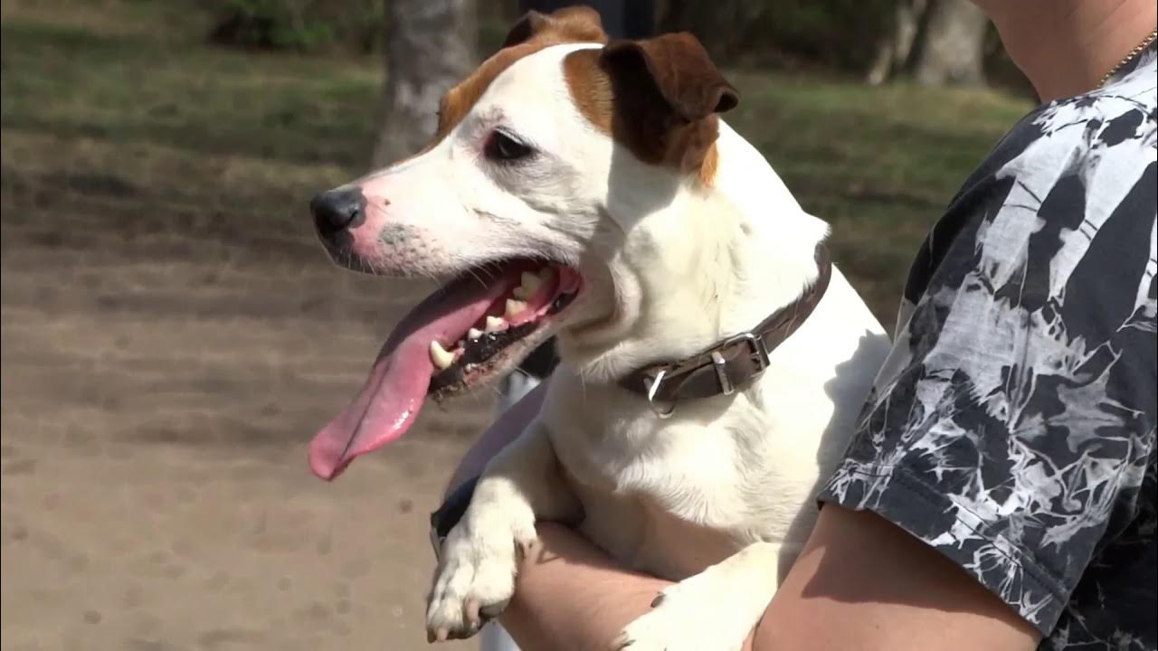 Правильный прикус у джек рассел терьера. Зубы джек рассел терьера. Зубы джек рассел терьера. Зубы джек рассел терьера. Щенки джек рассела зубы.