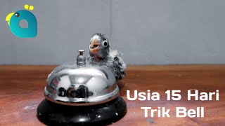15 Hari Pertama Anak Lovebird Mino! Melatih Trik Bell by Bird Day 49,115 views 3 years ago 6 minutes, 20 seconds