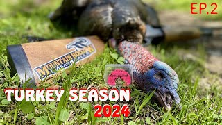 RIGHT OFF THE ROOST!!! - Public Land Gobbler Down!! - Virginia Spring Turkey Hunting 2024