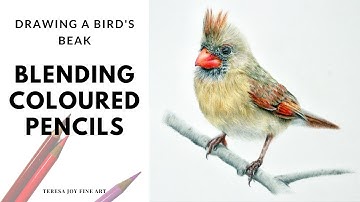 Blending Colours to Create a Bird