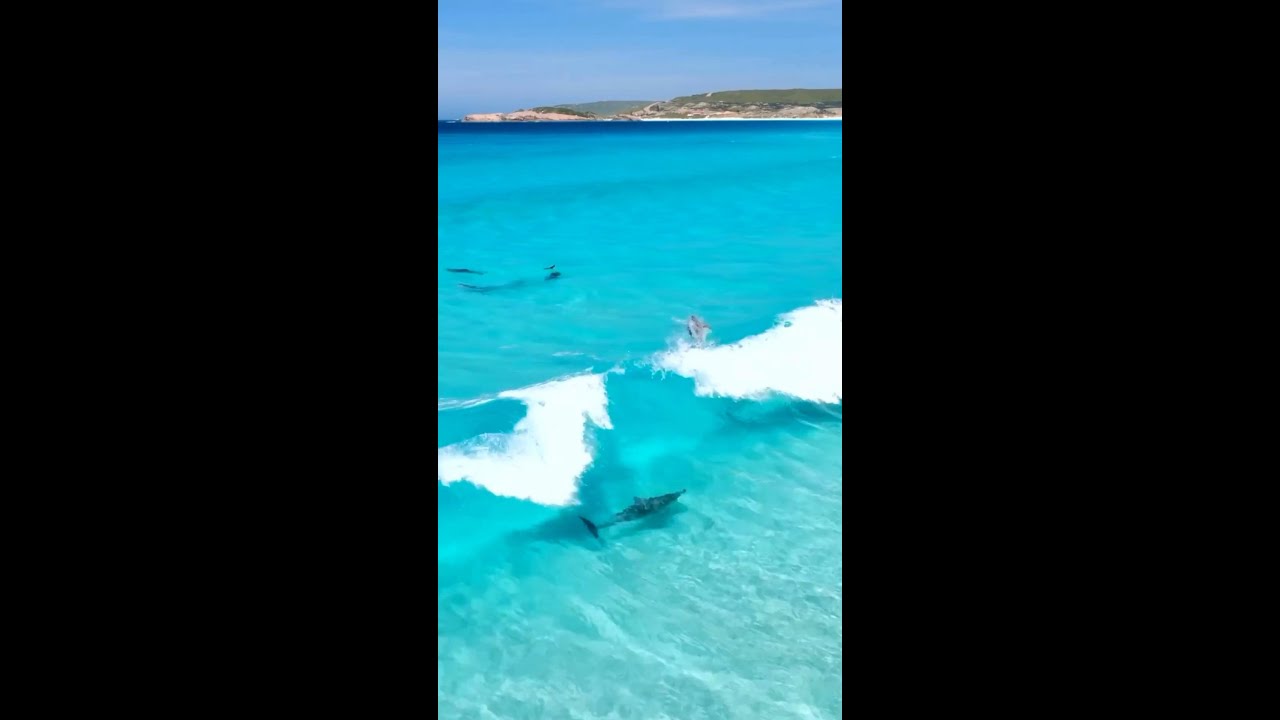 The OG surf squad sets off on the ultimate fin-tastic voyage 🐬🌊 📍