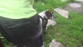 The walkabout knee brace