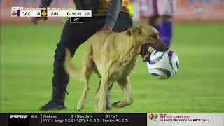 Пес выбежал на футбольное поле в Мексике.Сотрудникам потребовалось более минуты,чтобы догнать собаку