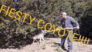 Coyote with a home made catch pole!