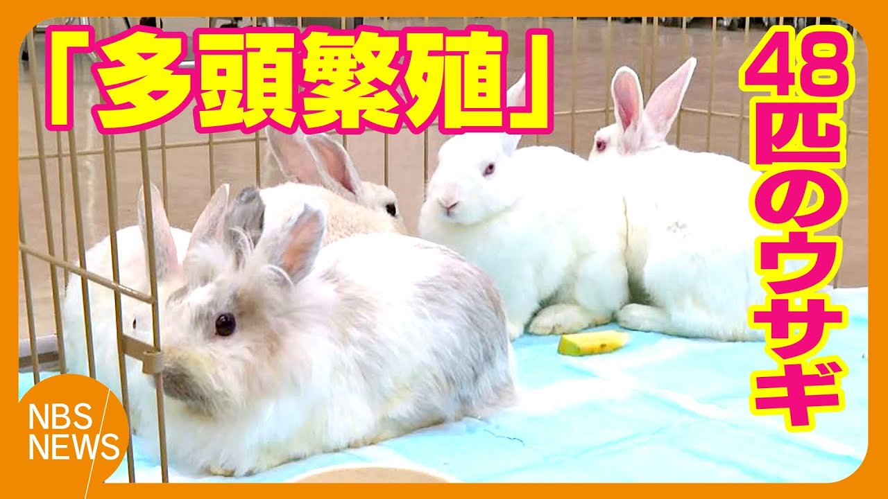 48 rabbits up for adoption; rescued after overpopulation in a