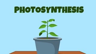 photosynthesis - video for kids