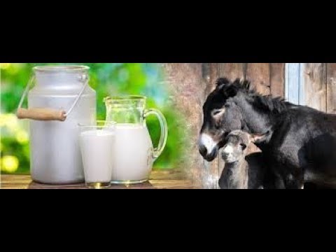 Maziwa Ya Punda Wakazi Ruiru Kiambu Wasema Maziwa Yana Virutubishi Vya Afya