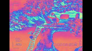 Baby Tv Bird 18 Effect Hd