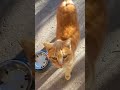 Some are chronically ill, some are disabled but they all depend on us #catsanctuary #disabledcats