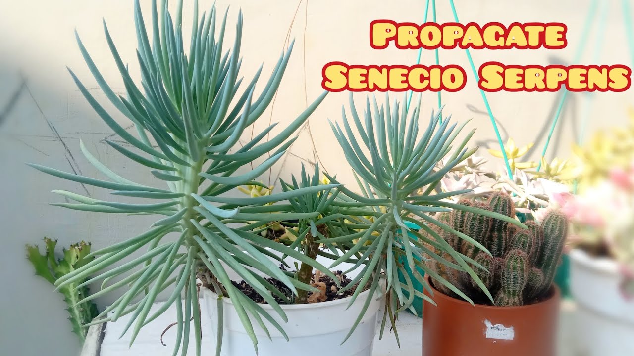 HOW TO PROPAGATE SENECIO SERPENS | cara mudah memperbanyak senecio