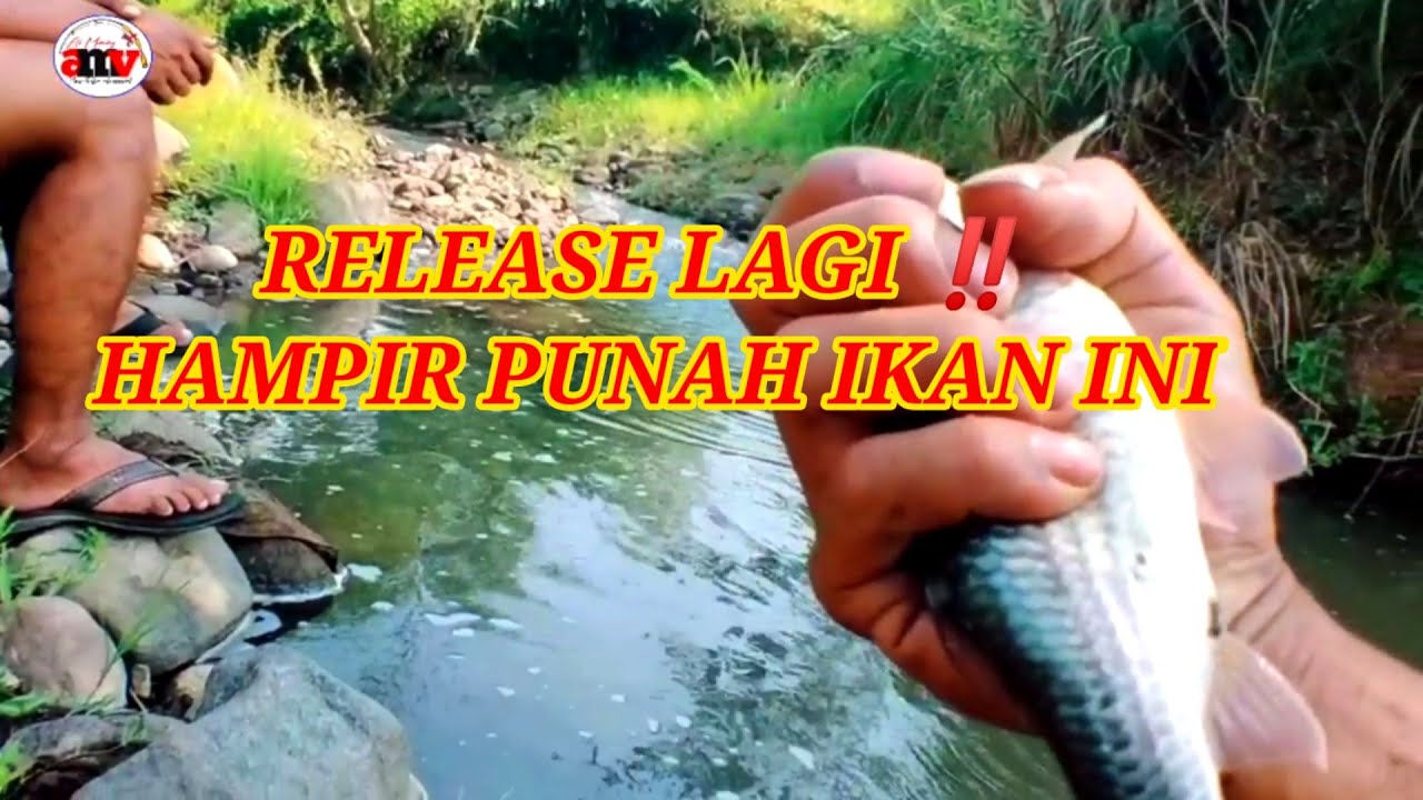 STRIKE MELEM TAPI DI LEPAS LAGI ‼️