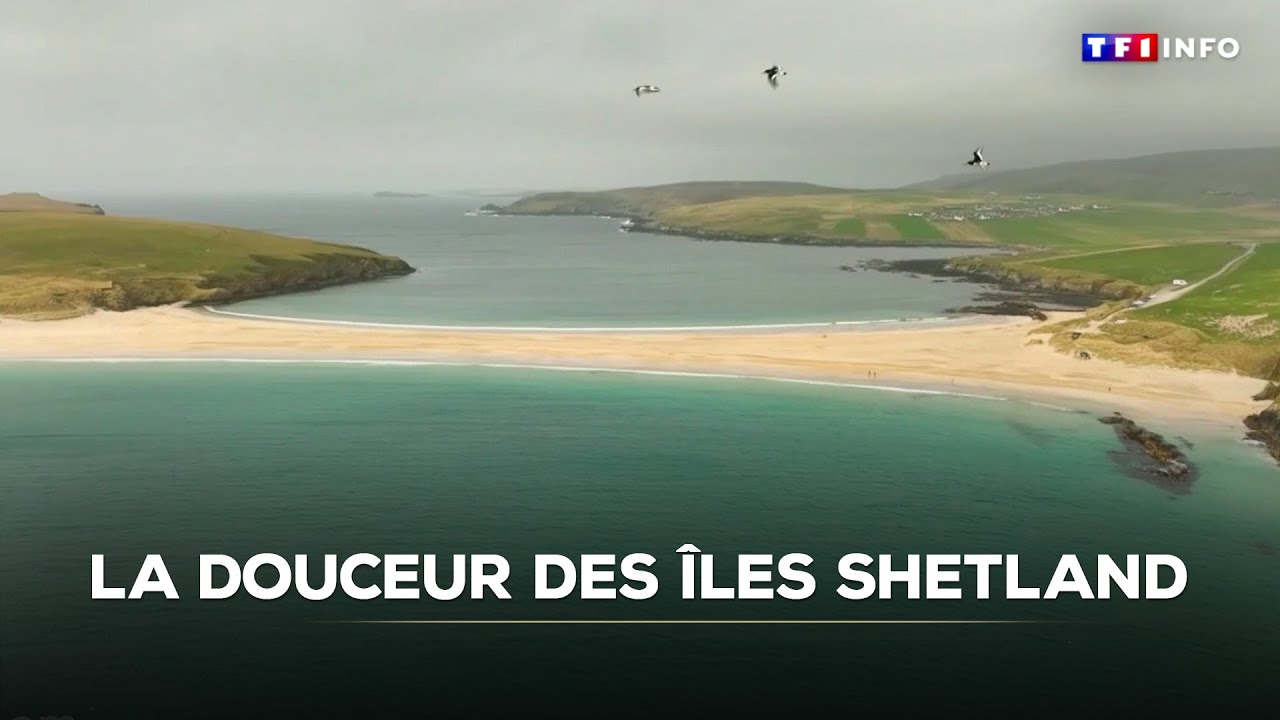 La douceur des îles Shetland｜TF1 INFO