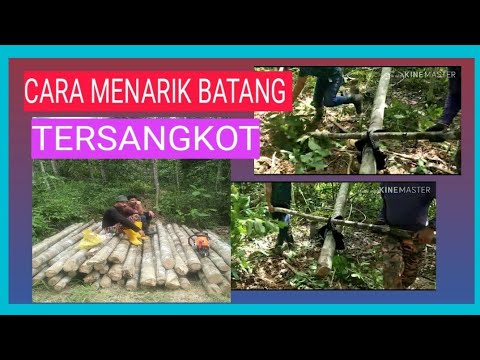 Cara Menarik pokok yang tersangkot|2020 #tutorial