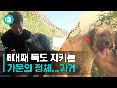 일제 학살로 &amp;#39;멸종 위기&amp;#39; 몰렸던 한국 <strong>ㅇㅇㅇ</strong>…이제는 어엿한 독도 경비대  / 비디오머그