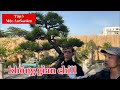 ( Tập 3 ) vườn Mộc An Garden | seri 1 vòng Hà Nội cùng Bonsai Ông Trẻ #bonsaivietnam #bonsaitree