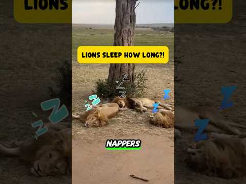 Lions Sleep HOW Many Hours a Day