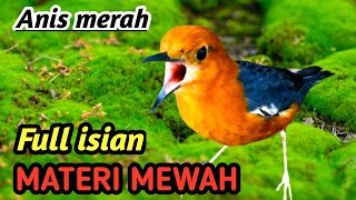 Masteran Anis Merah Cepat Gacor  Suara Alam Liar  Sungai Alami