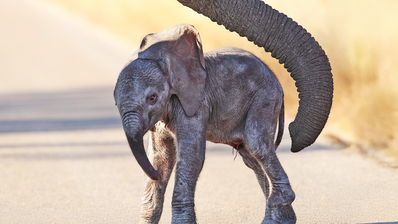 Baby Elephant Takes Very First Wobbly Steps