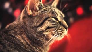 Приколы с кошками Кот поет тяжелый РОК! Приколы с кошками Кот поет тяжелый РОК!