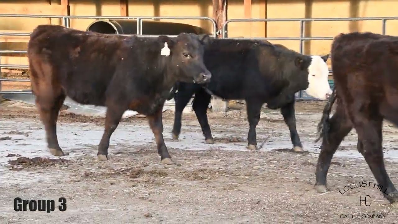 Group 3  Locust Hill