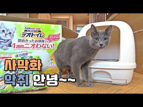 고양이 화장실 바꾸고 신세계를 경험했습니다  / 데오토일렛 구입기 -Russian blue 레이-