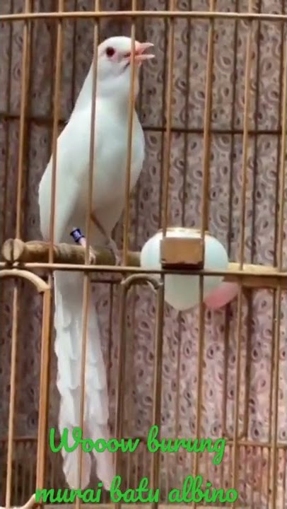 BURUNG MURAI BATU ALBINO HARGANY LUAR BIASA