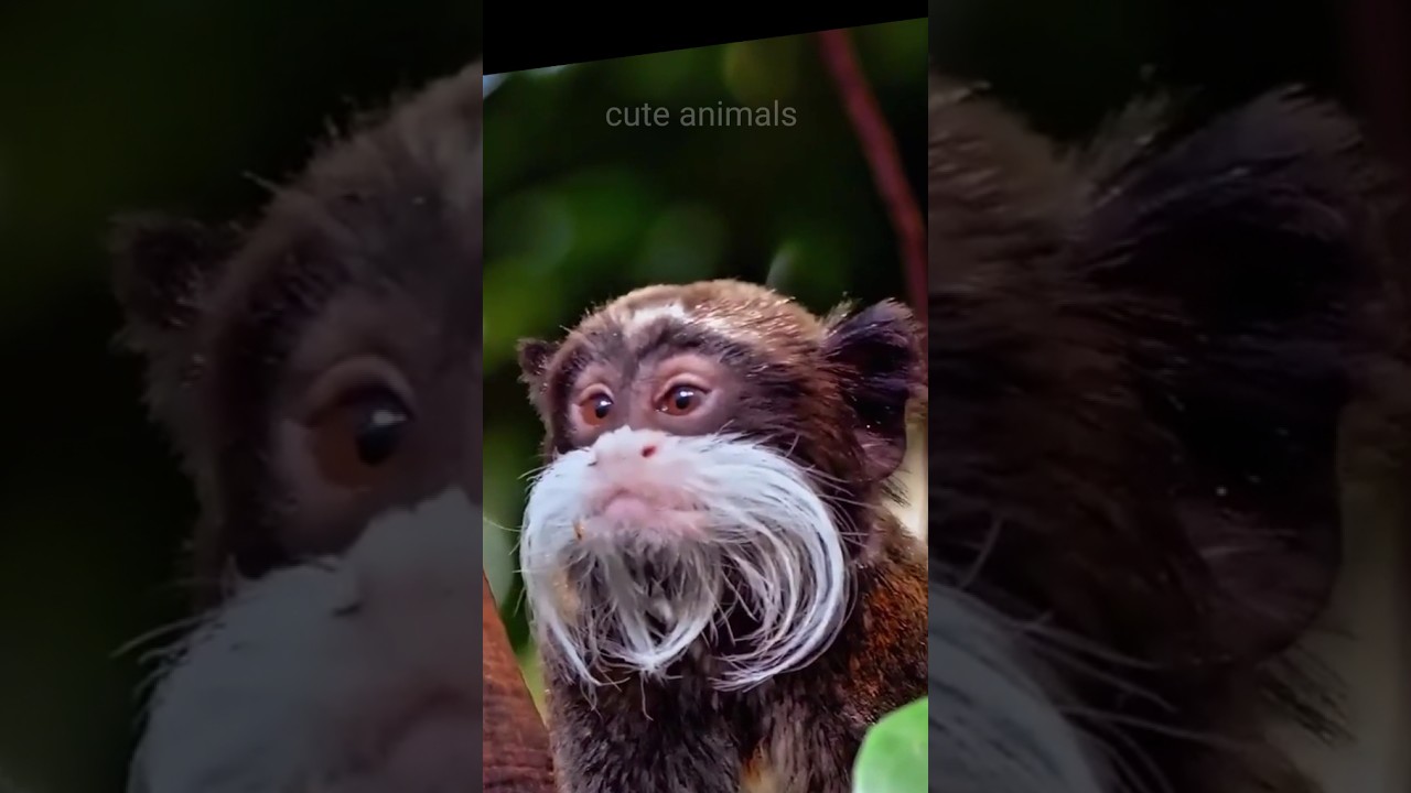 Thick mustache monkey 