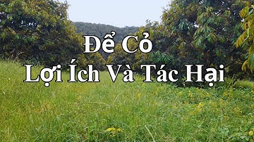 Để cỏ trên vườn? | Lợi ích và tác hại của Cỏ Dại | Nông Lâm Boy