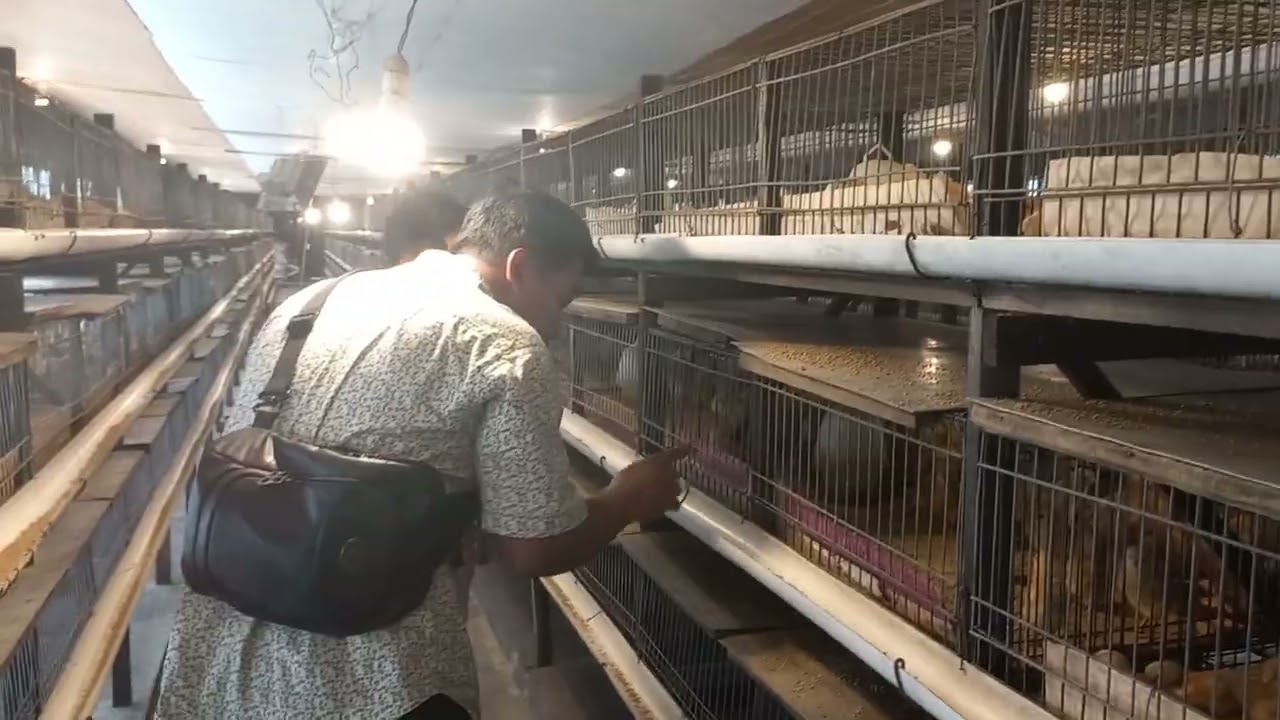 Kunci Sukses Beternak Ayam Petelur Dengan Kandang Baby Box Bekerjasama TPP Medion Pantai Labu