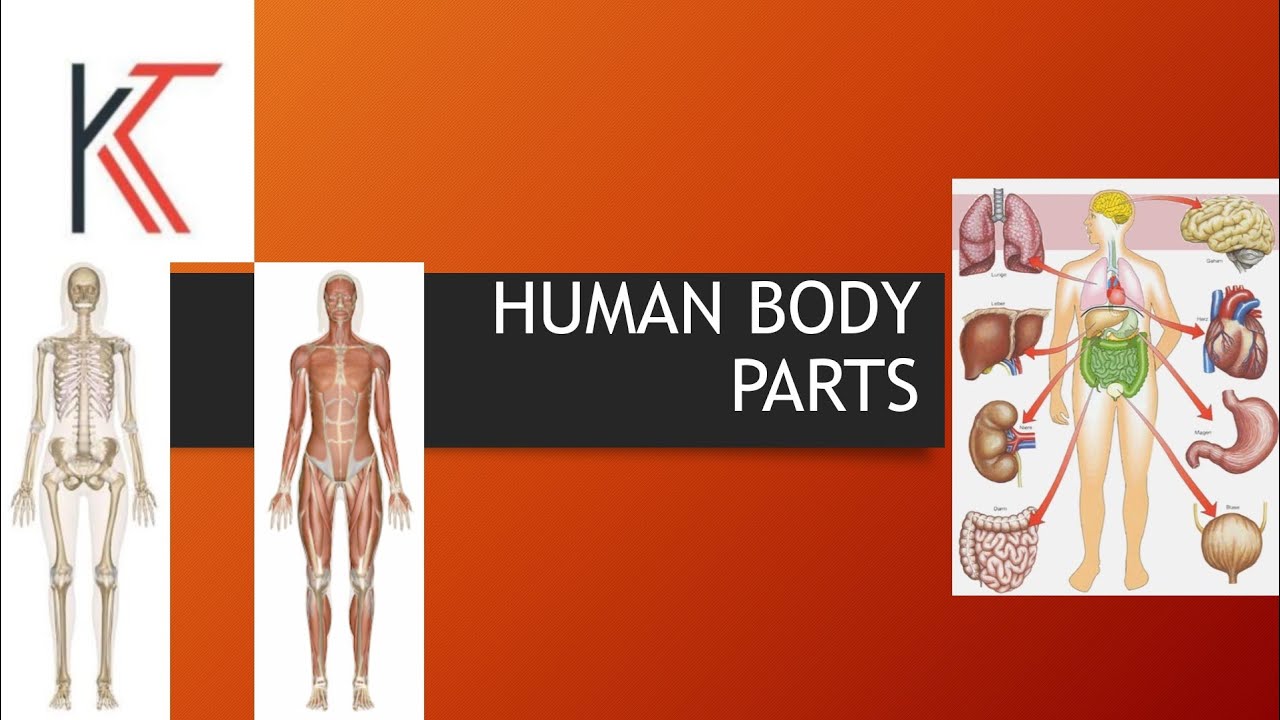 BODY PARTS OF HUMAN BEING - YouTube