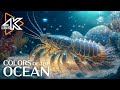 Aquarium 4k u la beaut impressionnante de la vie marine  musique poustouflante