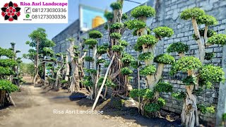Jual Bonsai Taman Dolar Iprik Kimeng