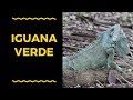 A linda iguana verde