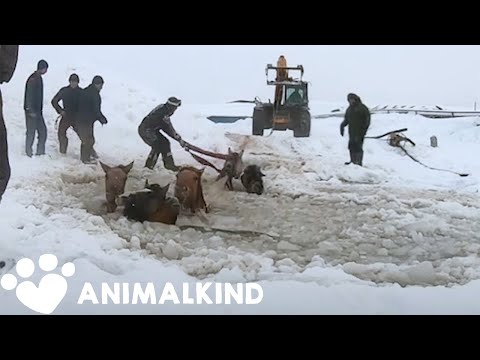 Farmers rescue eleven frantic horses from icy water | Animalkind