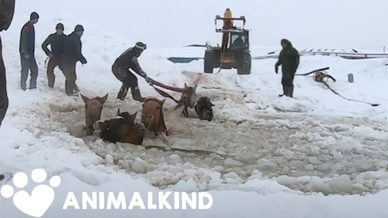 Farmers rescue eleven frantic horses from icy water | Animalkind