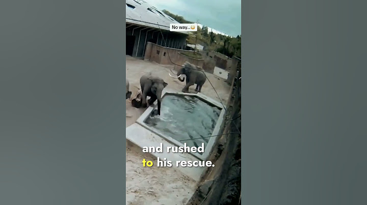 Mother elephant saves her baby from the big angry elephant #elephant #wildlife #animals