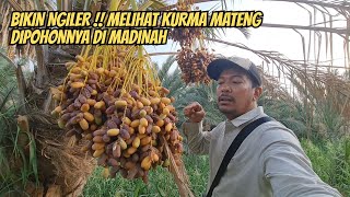 Download Lagu DIJAMIN NGILER !! MELIHAT KURMA MATANG DI POHONNNYA DI MADINAH MP3 Download Lagu DIJAMIN NGILER !! MELIHAT KURMA MATANG DI POHONNNYA DI MADINAH MP3