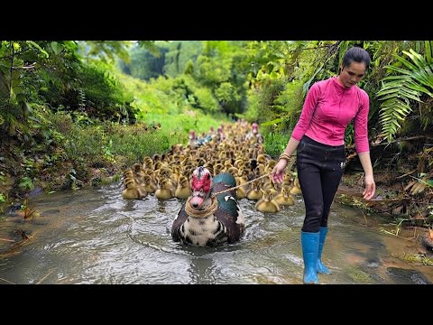 Survival Forest Life: Searching for missing ducklings, they discovered a nest of goslings in a cave.