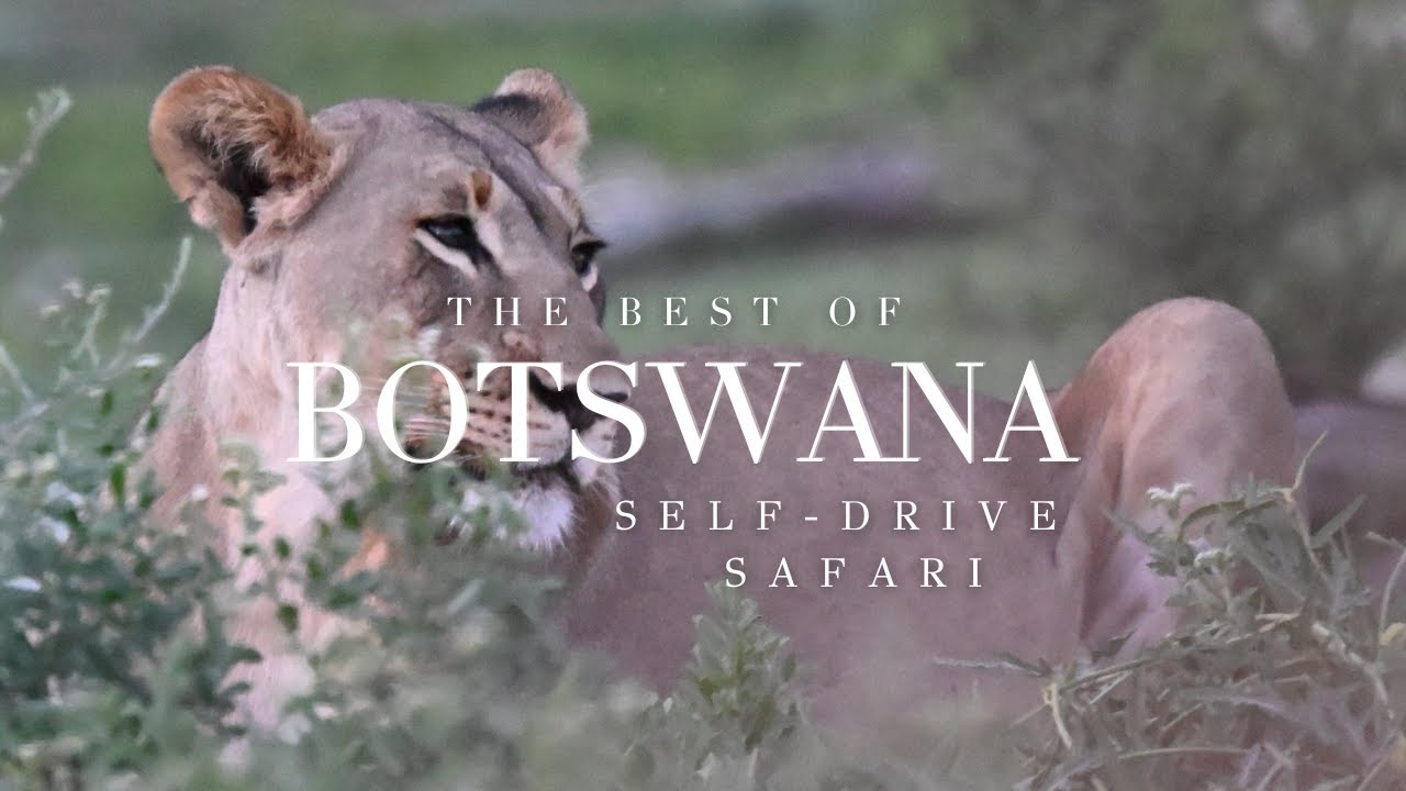 Is December the Best Time for a Botswana Safari? Self-Drive 4x4 Adventure