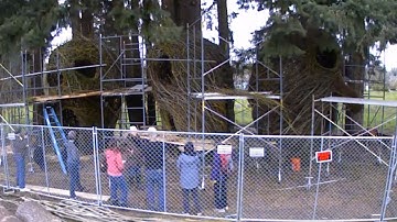 Stickwork Project Timelapse - Head Over Heels by Patrick Dougherty