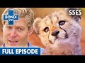 🐅 Three Month Old Baby Cheetah | FULL EPISODE | S05E05 | Bondi Vet