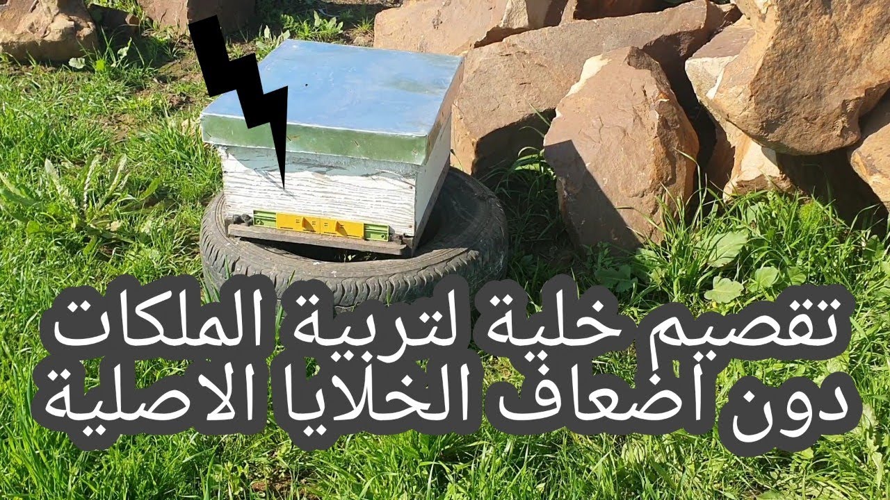 اسهل طريقة لتقسيم خلية نحل لتربية الملكات دون إضعاف الخلية الاصلية