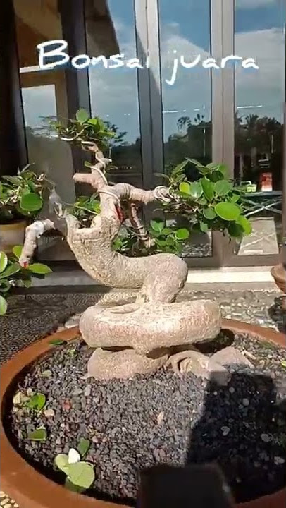 bonsai beringin dolar sudah masuk kontes dan juara 2#shorts#bonsaipemula #bonsaiberingindolar