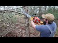 Eating Through Brush With A Chainsaw. Day one of clearing some brush (#5)