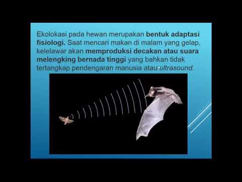 Mengenal Dua Macam Adaptasi Kelelawar